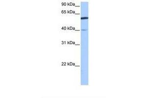 Image no. 1 for anti-DEP Domain Containing 7 (DEPDC7) (AA 100-149) antibody (ABIN6739343)