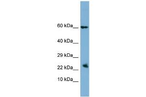 Image no. 1 for anti-Heparin-Binding EGF-Like Growth Factor (HBEGF) (N-Term) antibody (ABIN2782149)