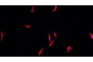 Image no. 3 for anti-Heat Shock Protein 90kDa alpha (Cytosolic), Class A Member 1 (HSP90AA1) (C-Term) antibody (ABIN6262402)