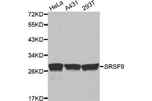 Image no. 1 for anti-serine/arginine-Rich Splicing Factor 9 (SFRS9) antibody (ABIN1877097)