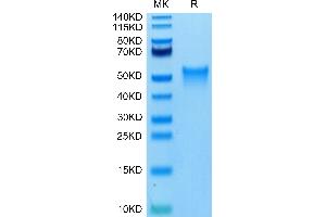 Biotinylated Mouse OX40 on Tris-Bis PAGE under reduced condition.
