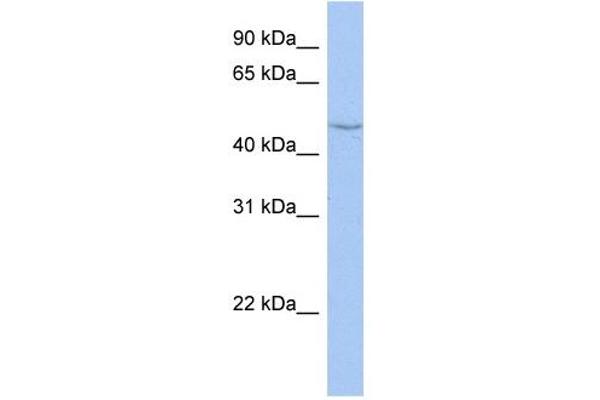 CYP27C1 antibody  (Middle Region)