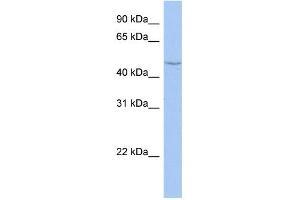 Image no. 1 for anti-Cytochrome P450, Family 27, Subfamily C, Polypeptide 1 (CYP27C1) (Middle Region) antibody (ABIN2785680)