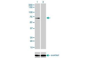 Image no. 3 for anti-UDP-N-Acetyl-alpha-D-Galactosamine:polypeptide N-Acetylgalactosaminyltransferase 6 (GalNAc-T6) (GALNT6) (AA 523-622) antibody (ABIN564884)