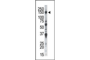 Image no. 1 for anti-NIMA-Related Kinase 1 (NEK1) (C-Term) antibody (ABIN2447851)