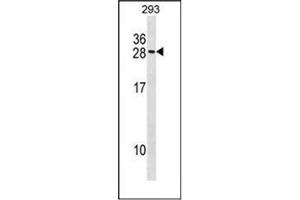 Image no. 1 for anti-MARCKS-Like 1 (MARCKSL1) (AA 131-160), (C-Term) antibody (ABIN953319)