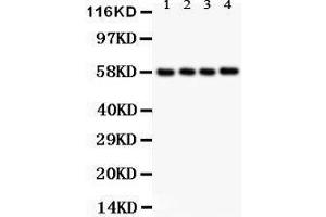 Image no. 1 for anti-Pyruvate Kinase M1/2 (PKM) (AA 475-500), (N-Term) antibody (ABIN3043381)