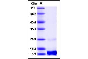 Image no. 1 for Chemokine (C-X-C Motif) Ligand 14 (CXCL14) (AA 35-111) protein (ABIN2003530)