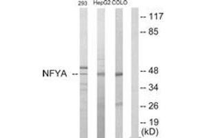 Image no. 1 for anti-Nuclear Transcription Factor Y, alpha (NFYA) (AA 261-310) antibody (ABIN1533666)