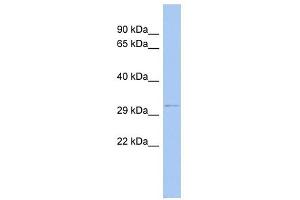 Image no. 1 for anti-Outer Dense Fiber of Sperm Tails 4 (ODF4) (N-Term) antibody (ABIN635514)