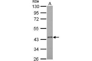 Image no. 1 for anti-Adrenergic, beta-2-, Receptor, Surface (ADRB2) (C-Term) antibody (ABIN2857031)