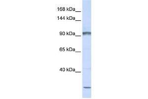 Image no. 1 for anti-Protocadherin alpha Subfamily C, 2 (PCDHAC2) antibody (ABIN2459277)