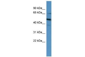 Image no. 1 for anti-POU Class 6 Homeobox 2 (POU6F2) (C-Term) antibody (ABIN2780841)