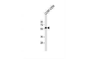Image no. 4 for anti-Solute Carrier Family 22 Member 6 (SLC22A6) (AA 513-541), (C-Term) antibody (ABIN653184)