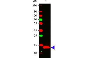 Image no. 1 for anti-Interleukin 22 (IL22) antibody (ABIN1607862)