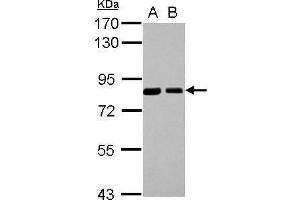 Image no. 2 for anti-Sorting Nexin 9 (SNX9) (Center) antibody (ABIN2855621)