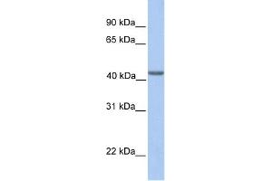 Image no. 1 for anti-Eukaryotic Translation Initiation Factor 3 Subunit H (EIF3H) (N-Term) antibody (ABIN2784203)