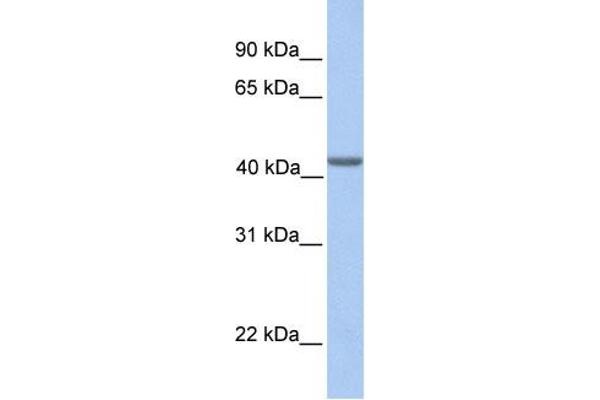 anti-Eukaryotic Translation Initiation Factor 3 Subunit H (EIF3H) (N-Term) antibody