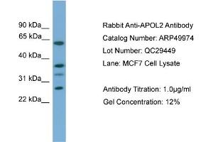 Image no. 2 for anti-Apolipoprotein L, 2 (APOL2) (Middle Region) antibody (ABIN2783994)