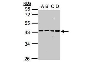 Image no. 4 for anti-Mitochondrial Ribosomal Protein S5 (MRPS5) (Center) antibody (ABIN2855726)