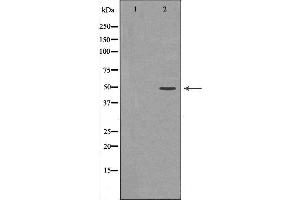 Image no. 2 for anti-Mitogen-Activated Protein Kinase 9 (MAPK9) (C-Term) antibody (ABIN6254890)