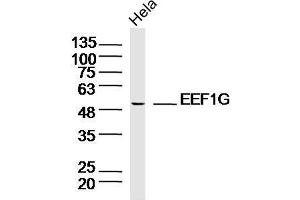 Image no. 1 for anti-Eukaryotic Translation Elongation Factor 1 gamma (EEF1G) antibody (ABIN1714736)