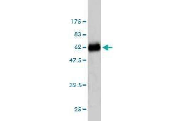 anti-Zinc Finger Protein 174 (ZNF174) (AA 1-234) antibody
