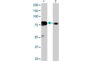Image no. 1 for anti-SP100 Nuclear Antigen (SP100) (AA 1-98) antibody (ABIN562971)