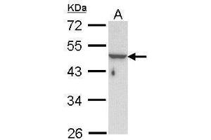Image no. 1 for anti-Keratin 33B (KRT33B) (Center) antibody (ABIN2854623)