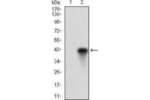 Image no. 4 for anti-Fucosyltransferase 4 (Alpha (1,3) Fucosyltransferase, Myeloid-Specific) (FUT4) (AA 199-302) antibody (ABIN1724873)