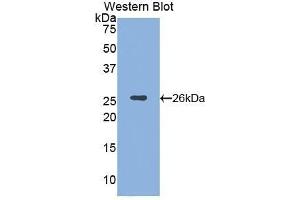 Image no. 1 for anti-Spectrin alpha Chain, Brain (SPTAN1) (AA 402-599) antibody (ABIN1172704)