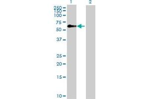 Western Blot analysis of ZFP3 expression in transfected 293T cell line by ZFP3 MaxPab polyclonal antibody.