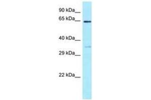 Image no. 1 for anti-Eukaryotic Translation Initiation Factor 3, Subunit D (EIF3D) (AA 124-173) antibody (ABIN6747954)