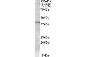 Image no. 1 for anti-Transcription Factor B1, Mitochondrial (TFB1M) (C-Term) antibody (ABIN571039)