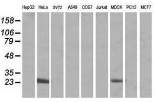 Image no. 5 for anti-Mitochondrial Ribosomal Protein S34 (MRPS34) antibody (ABIN1499566)
