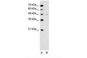 Image no. 2 for anti-Solute Carrier Family 43, Member 3 (SLC43A3) (N-Term) antibody (ABIN205016)