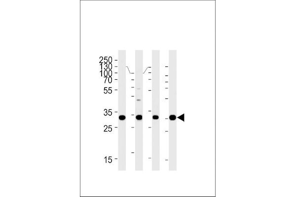 HOXB2 antibody  (C-Term)