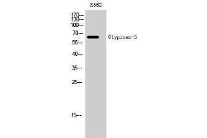 Image no. 1 for anti-Glypican 5 (GPC5) (Internal Region) antibody (ABIN3184816)