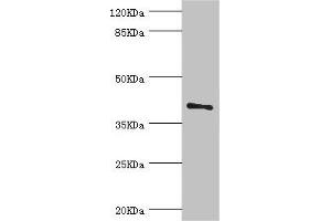LEFTY2 抗体  (AA 57-366)