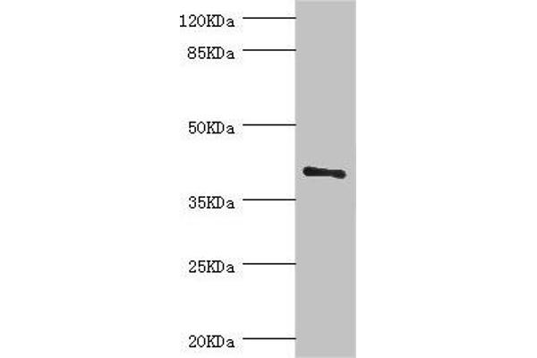 LEFTY2 Antikörper  (AA 57-366)