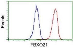 Image no. 4 for anti-F-Box Protein 21 (FBXO21) antibody (ABIN1498234)