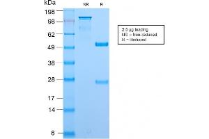 Image no. 1 for anti-Bromodeoxyuridine (BrDU) antibody (ABIN6941451)