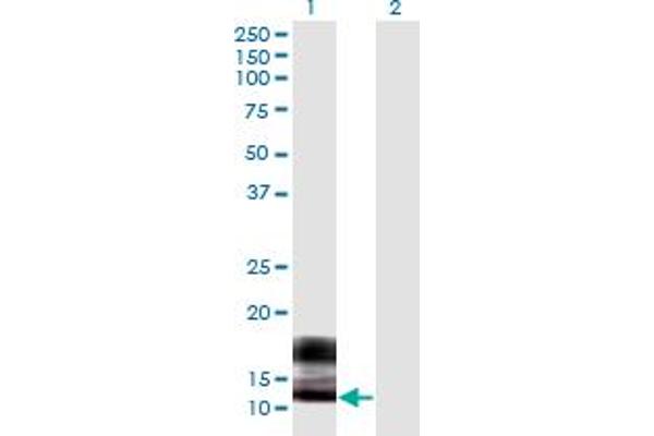 SPRR2F 抗体  (AA 1-72)