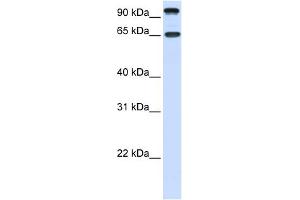 Image no. 1 for anti-Neurotrophic tyrosine Kinase, Receptor, Type 3 (NTRK3) (C-Term) antibody (ABIN2784511)
