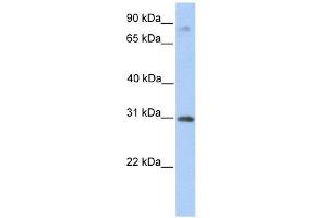 Image no. 1 for anti-Abhydrolase Domain Containing 13 (ABHD13) (C-Term) antibody (ABIN634950)