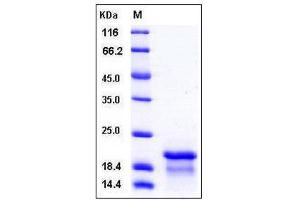 Image no. 1 for Nucleophosmin (Nucleolar phosphoprotein B23, Numatrin) (NPM1) (AA 9-158) protein (His tag) (ABIN2001975)
