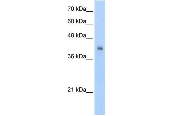 anti-V-Set and Immunoglobulin Domain-Containing Protein 4 (VSIG4) (N-Term) antibody