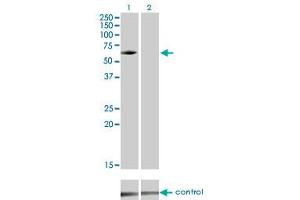 Image no. 2 for anti-Interleukin-1 Receptor-Associated Kinase 3 (IRAK3) (AA 497-596) antibody (ABIN564872)