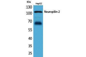 Image no. 1 for anti-Neuropilin 2 (NRP2) (Internal Region) antibody (ABIN3187763)
