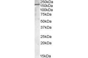 Image no. 1 for anti-Podocalyxin-Like (PODXL) (C-Term) antibody (ABIN190772)